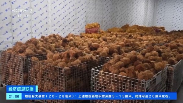 9688策略宝 “椰”来了！我国首次从印尼进口鲜食椰子