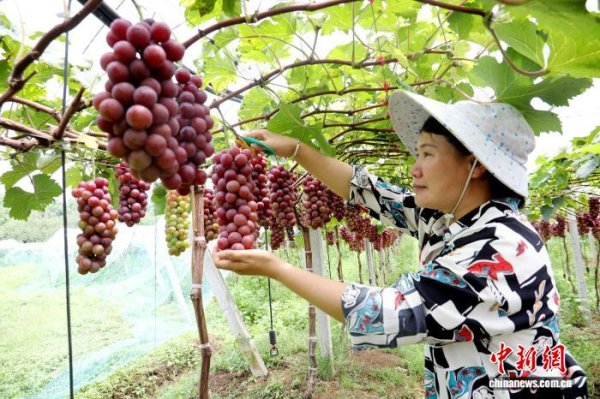 杜德配资 广西贺州：葡萄酒叩开大湾区市场  农民增收有 “甜” 方